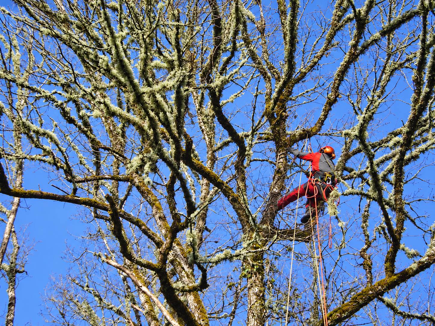 Élagage et démontage d’arbre : arbre taillé