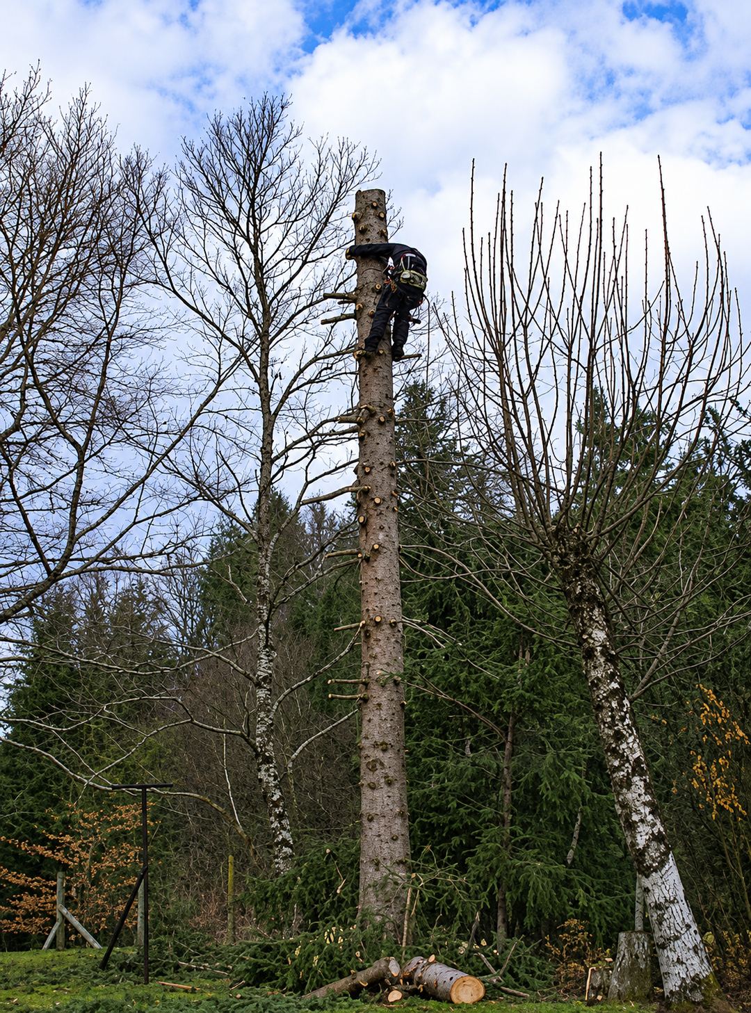 Élagage et démontage d’arbre : chantier terminé
