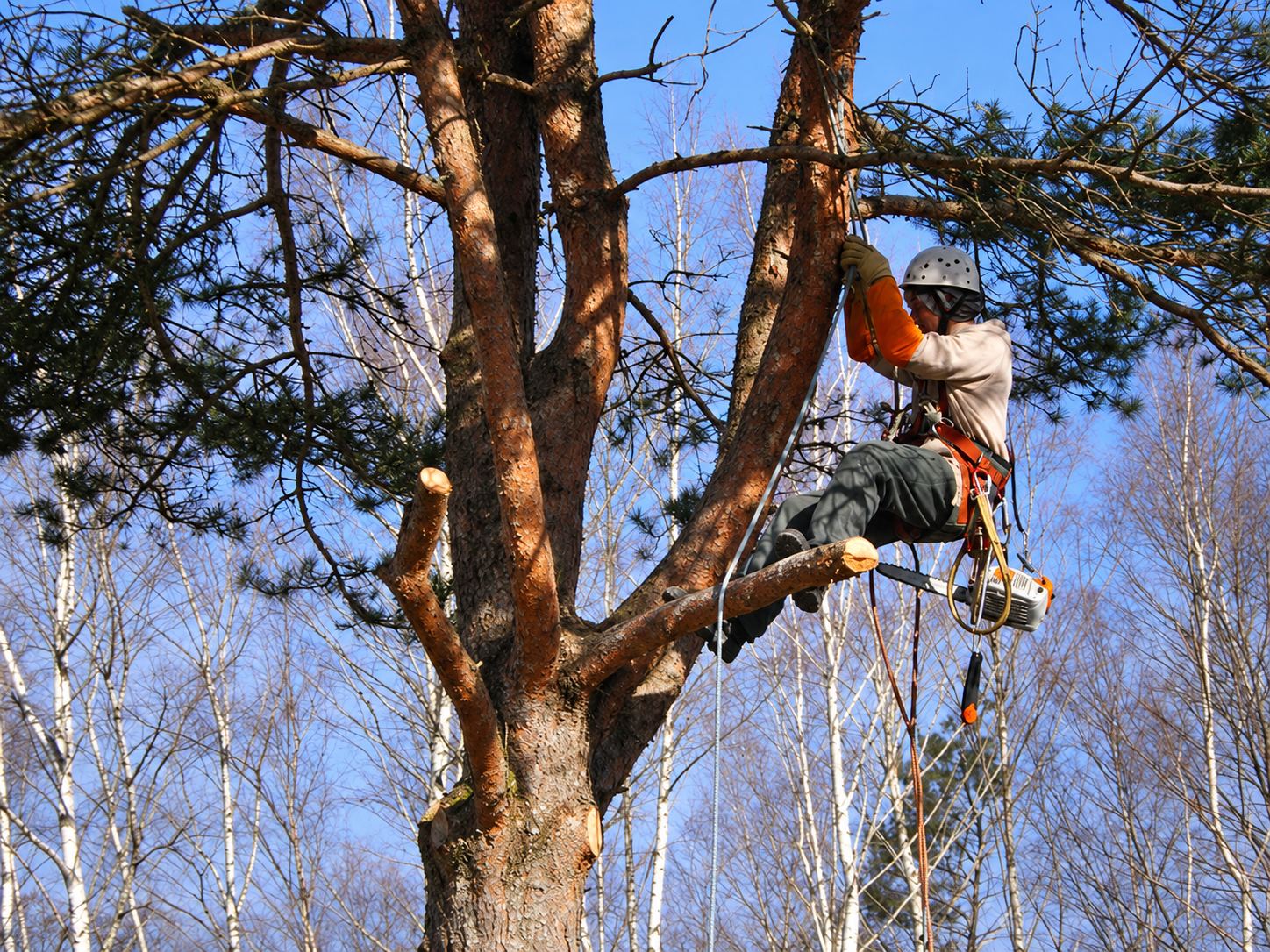 Élagage et démontage d’arbre : après intervention