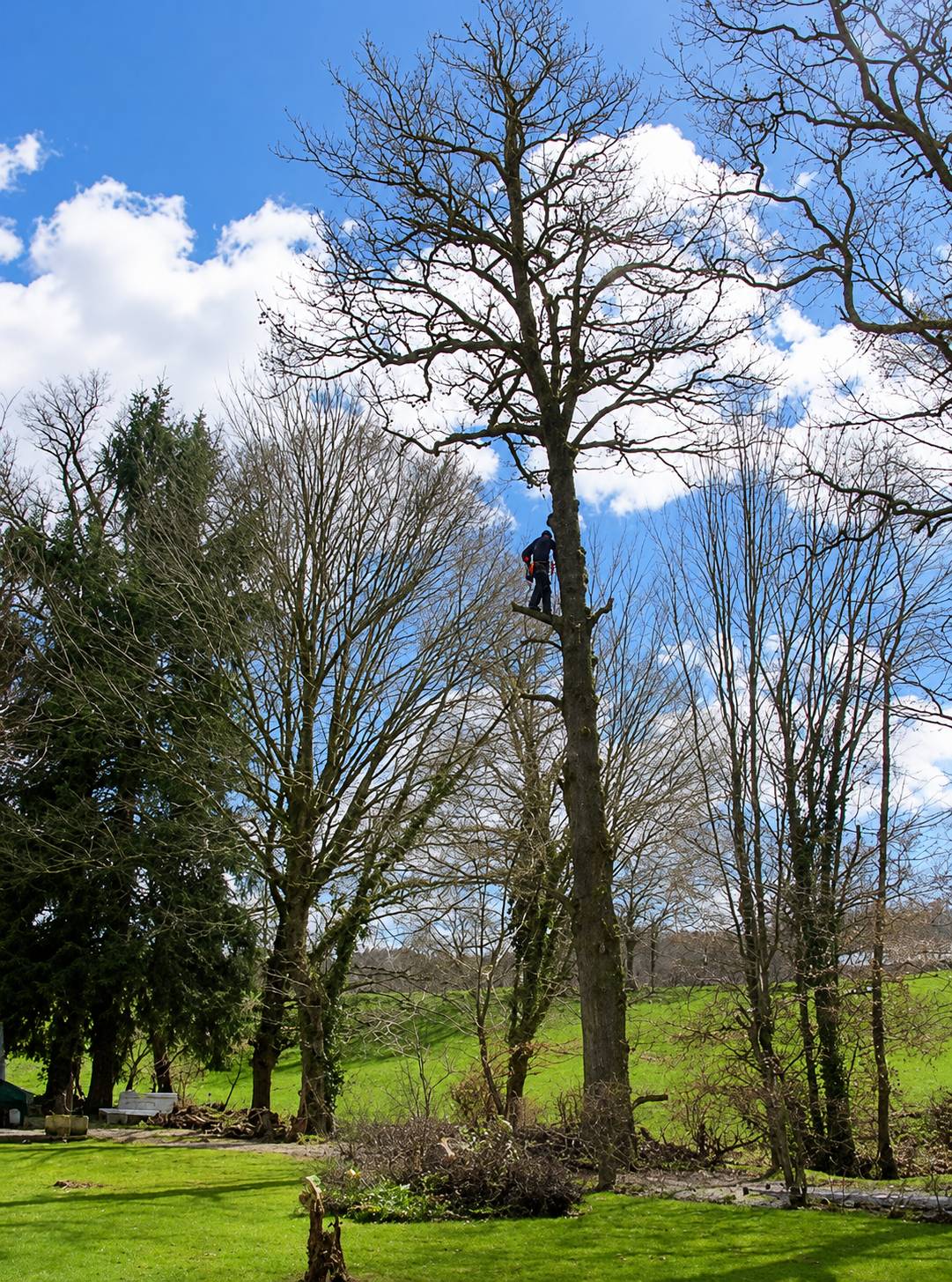 Élagage et démontage d’arbre : travail en hauteur